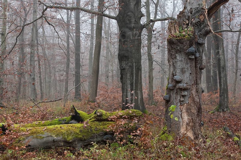 Dead beech (Fagus sylvatica) with tinder fungus (Fomes fomentarius)