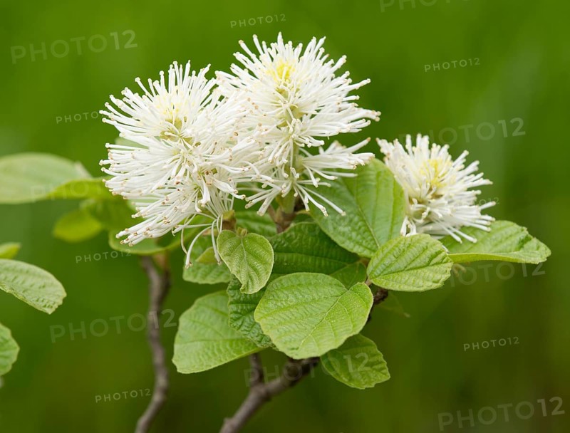 Mountain Witch Alder (Fothergilla major)