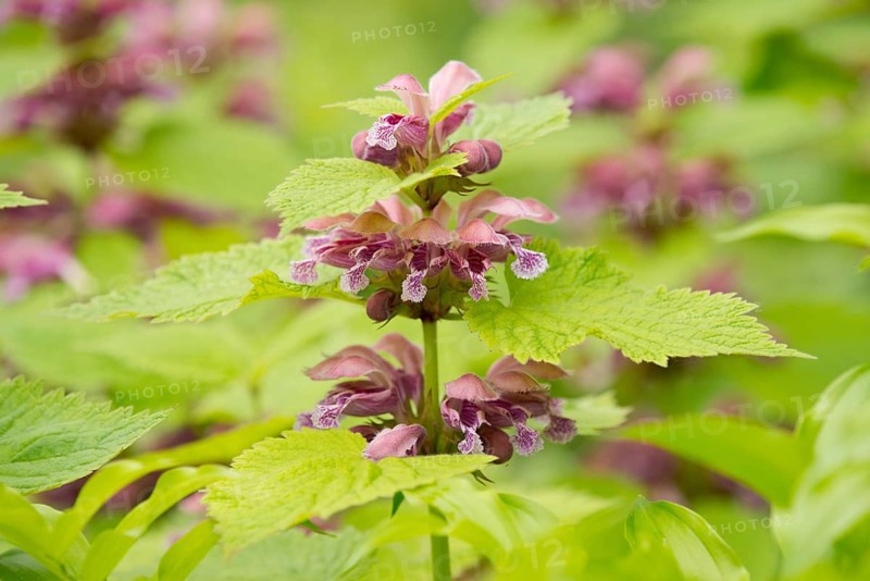 Giant Dead Nettle or Deadnettle (Lamium orvala)