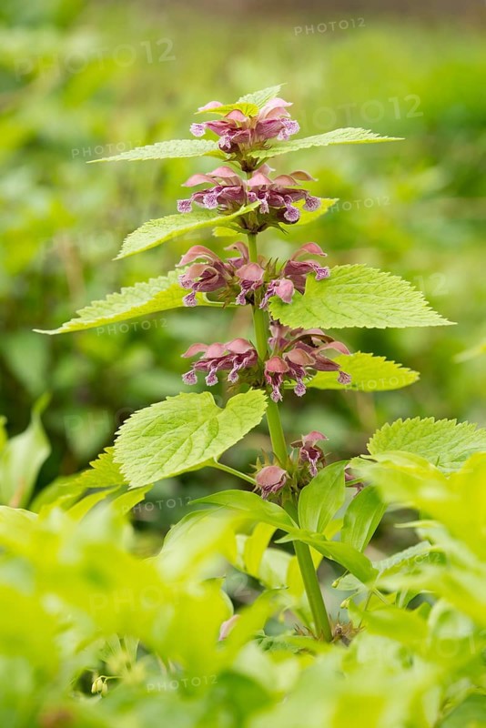 Giant Dead Nettle or Deadnettle (Lamium orvala)