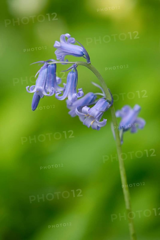 Spanish Bluebell (Hyacinthoides hispanica)