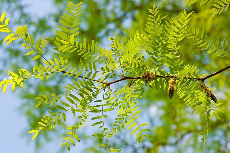 Honey Locust or Thorny Locust (Gleditsia triacanthos)