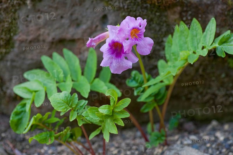 Hardy Gloxinia (Incarvillea delavayi)