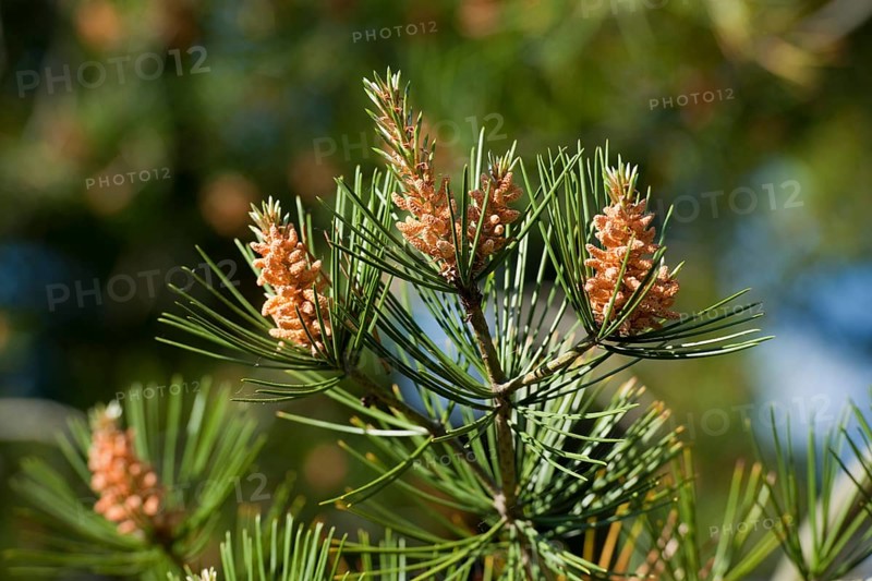 Bunge's Pine or Lacebark Pine (Pinus bungeana)