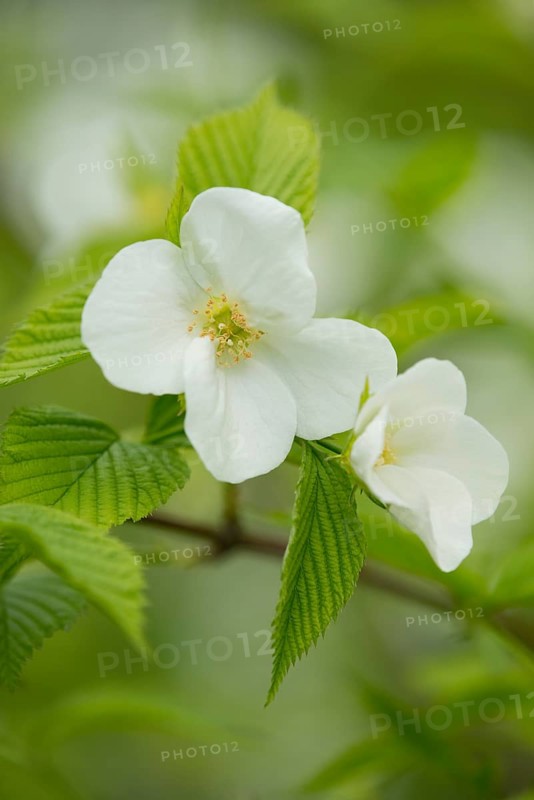 Rhodotypos or Jet-bead (Rhodotypos scandens)