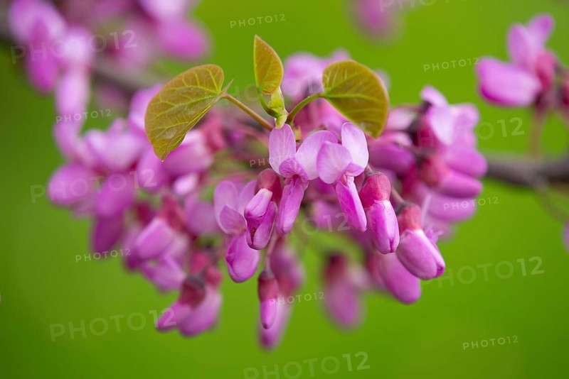 Judas Tree (Cercis siliquastrum)