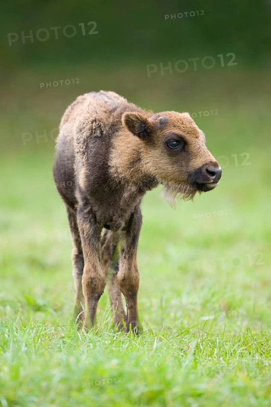 European Bison or Wisent (Bison bonasus)