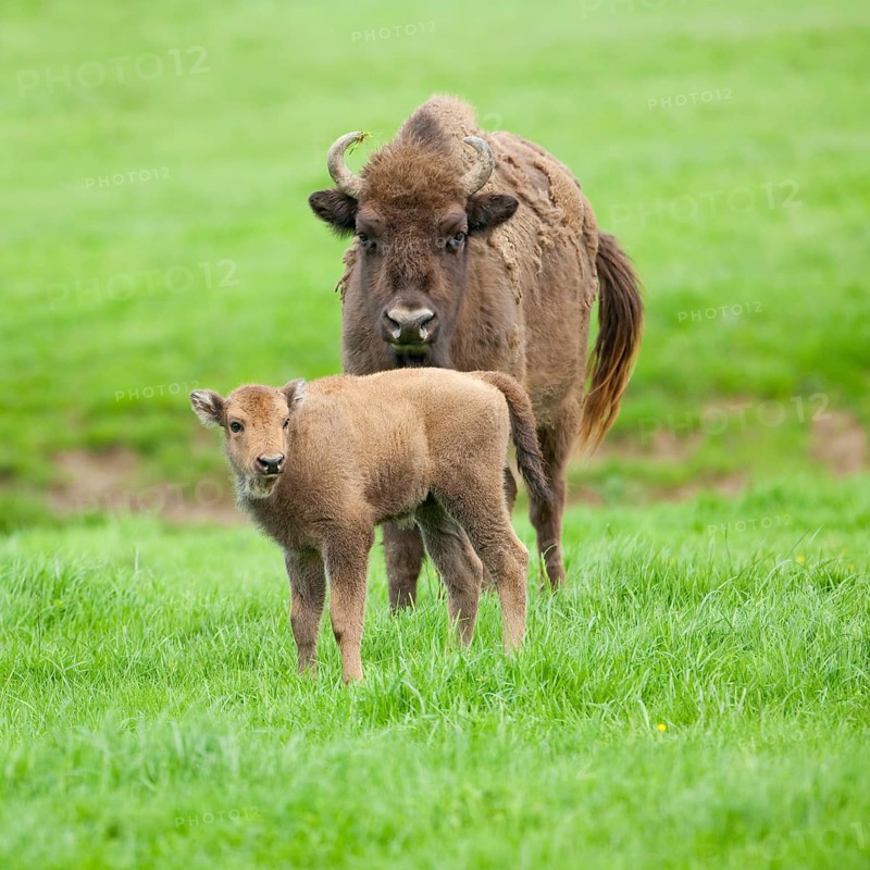 European Bison or Wisent (Bison bonasus)