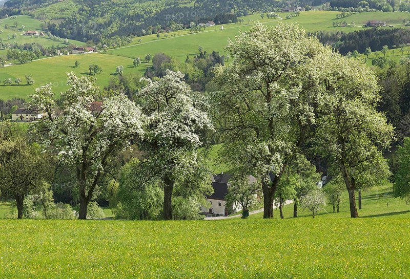 Flowering fruit trees