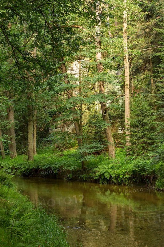 Forest along the Kirnitzsch River