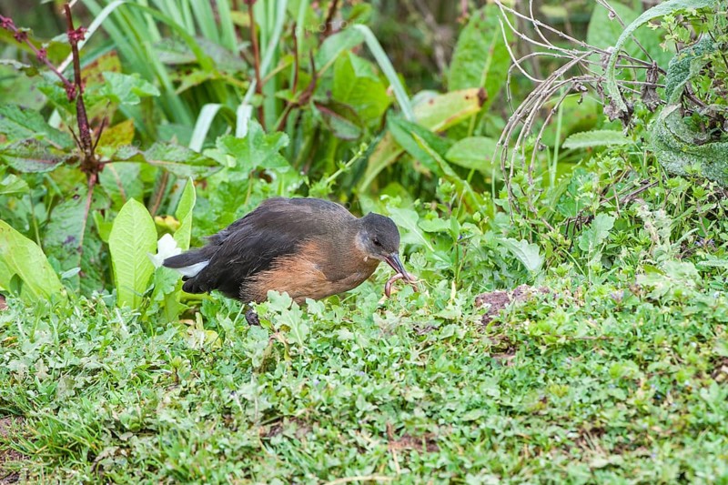 Rougets rail (Rougetius rougetii) feeding on a worm