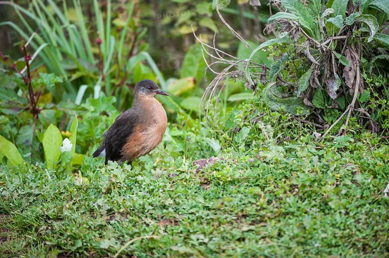 Rougets Rail (Rougetius rougetii)