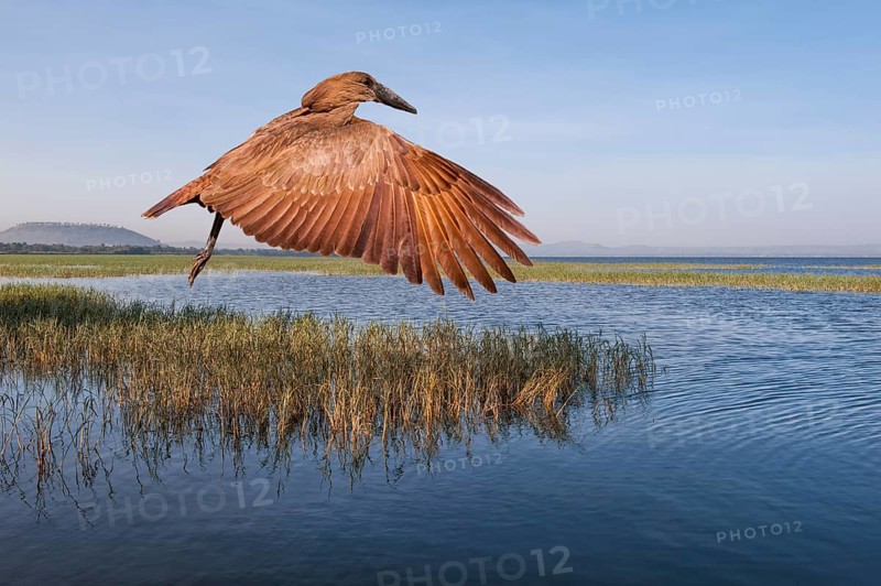 Hamerkop (Scopus umbretta)