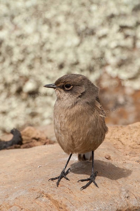 Moorland Chat or Alpine Chat (Cercomela sordida)