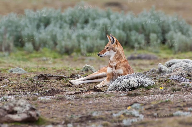 Ethiopian Wolf (Canis simensis)