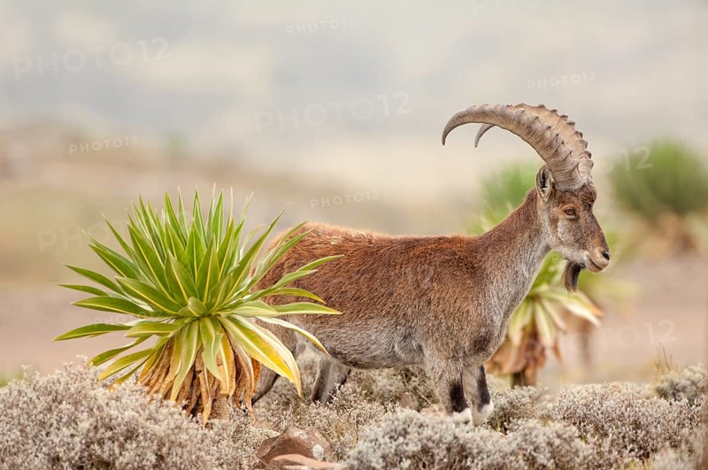 Walia Ibex (Capra walie)