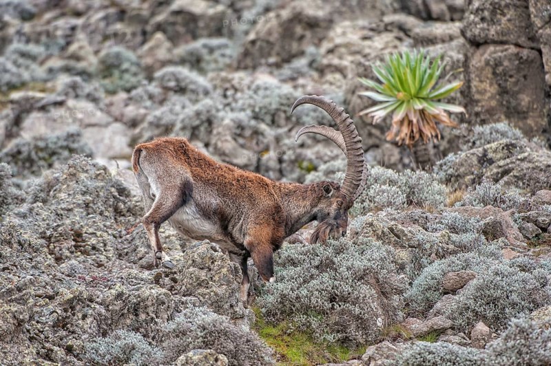 Walia Ibex (Capra walie)