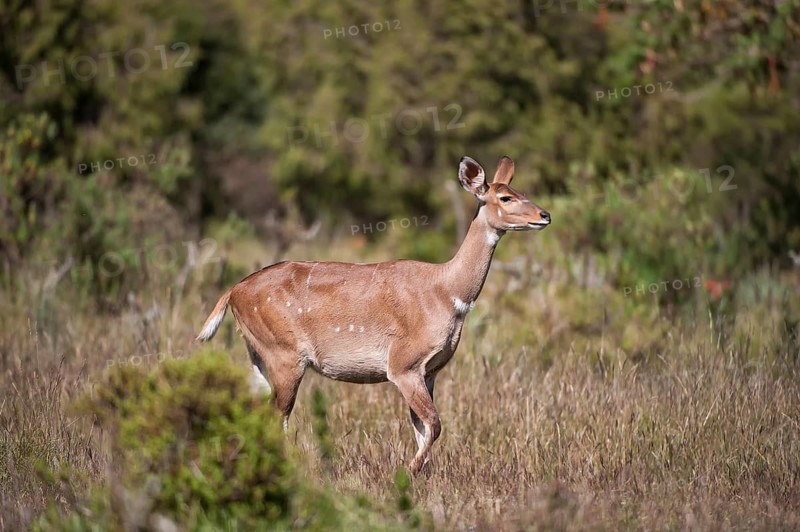 Mountain Nyala or Balbok (Tragelaphus buxtoni)