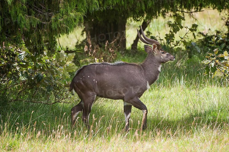 Mountain Nyala or Balbok (Tragelaphus buxtoni)