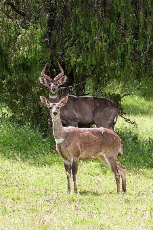 Mountain Nyalas or Balboks (Tragelaphus buxtoni)