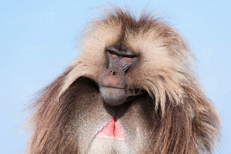 Gelada baboon (Theropithecus gelada)