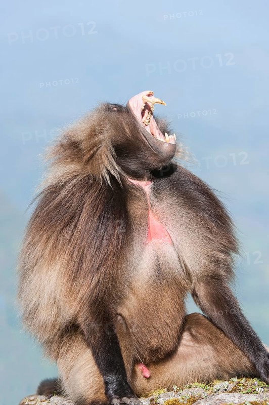 Gelada baboon (Theropithecus gelada) displaying its teeth