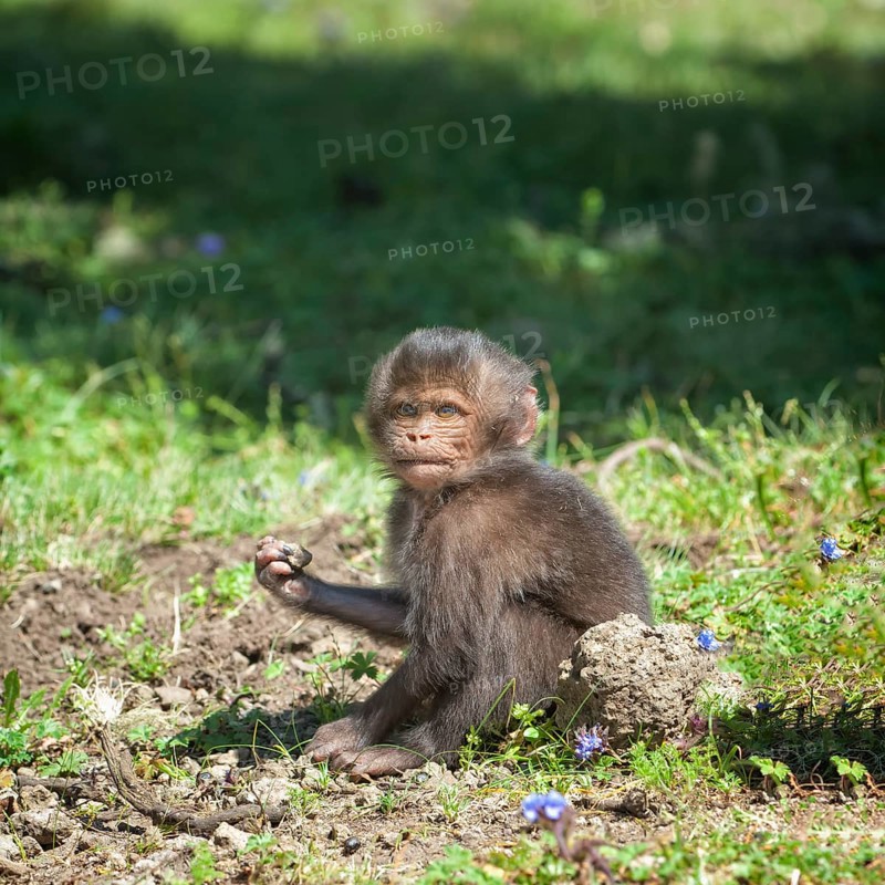 Gelada baboon (Theropithecus gelada)