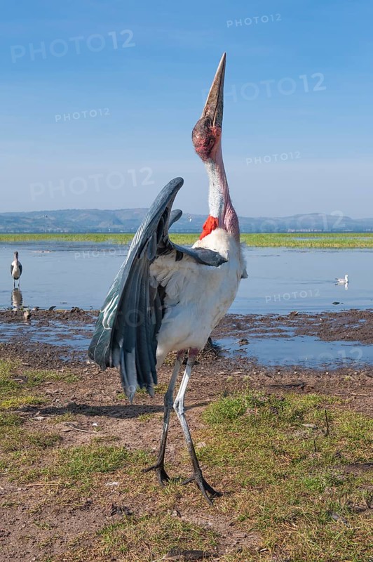 Marabou Stork (Leptoptilos crumeniferus)