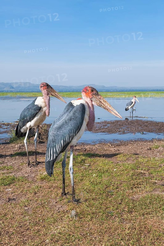 Marabou Storks (Leptoptilos crumeniferus)