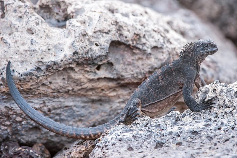 Marine Iguana (Amblyrhynchus cristatus hassi)