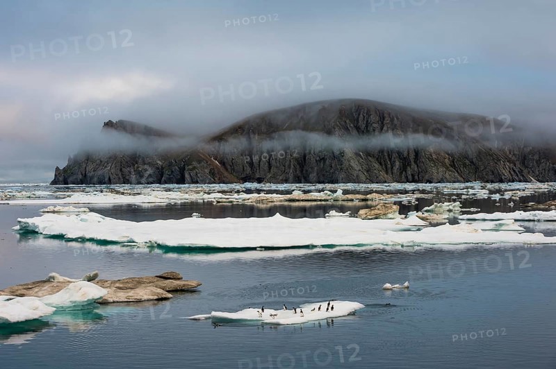 Thick-billed Murres or Bruennich's Guillemots (Uria lomvia) on ice floes off Wrangel Island