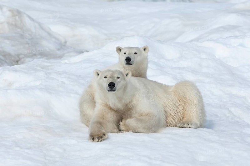 Polar Bears (Ursus maritimus)
