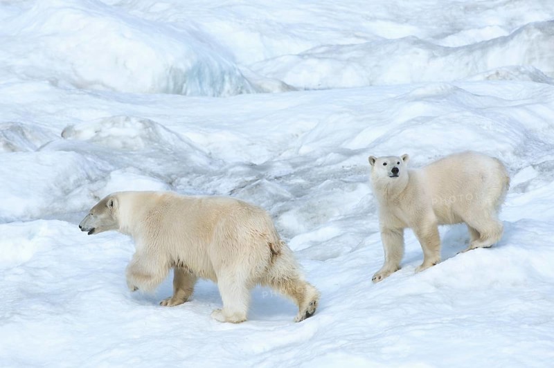 Polar Bears (Ursus maritimus)