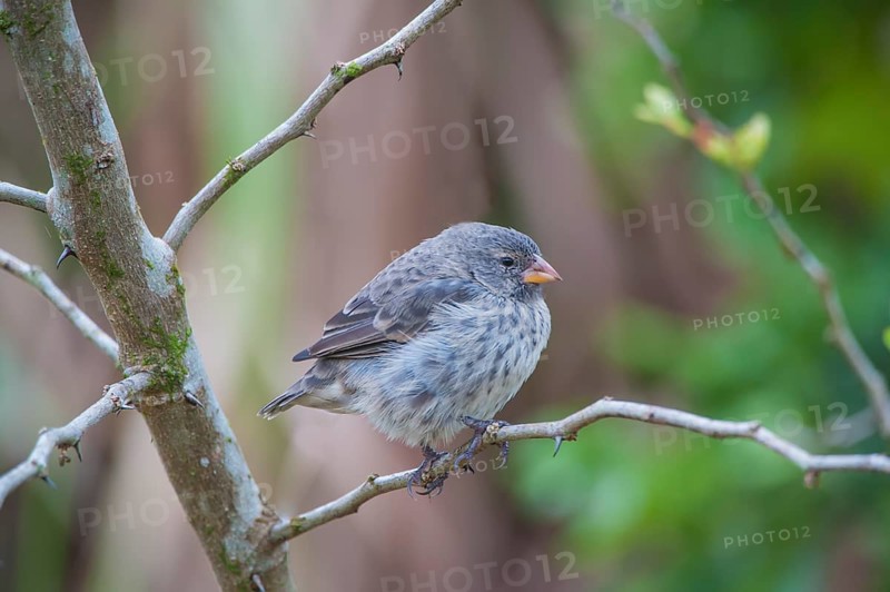Small Tree Finch (Camarhynchus parvulus)