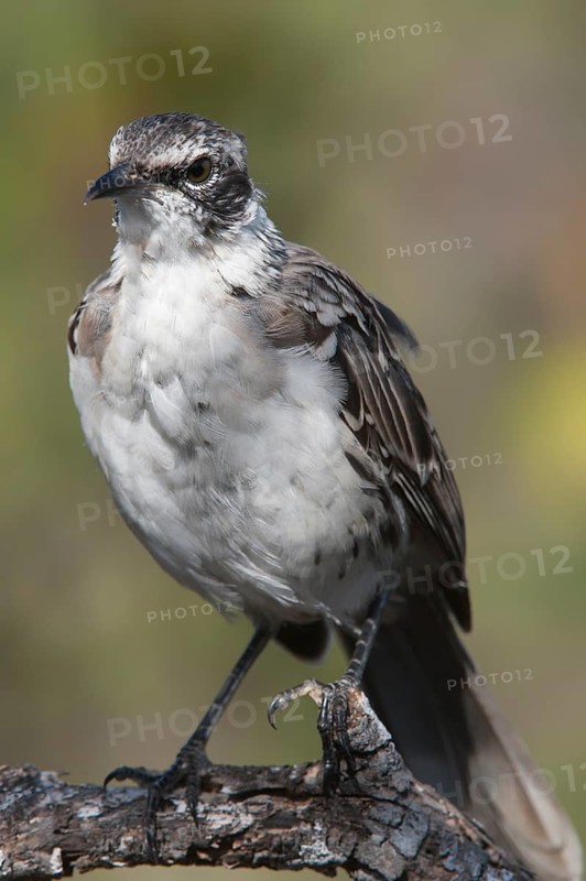 Galapagos Mockingbird (Nesomimus parvulus)