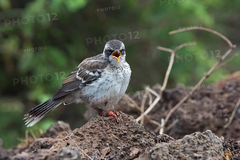 Galapagos Mockingbird (Nesomimus parvulus) suffering from avian pox or bird pox