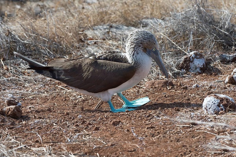 Galapagos Blue-footed Booby (Sula nebouxii excisa)