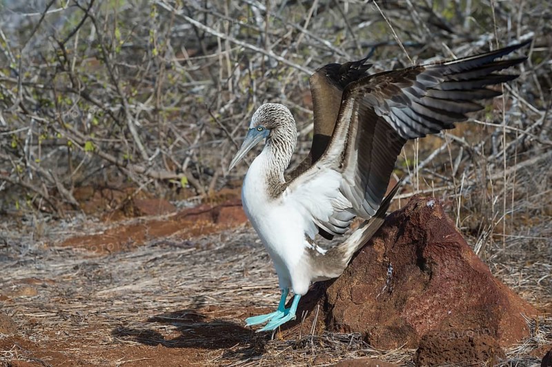 Galapagos Blue-footed Booby (Sula nebouxii excisa)