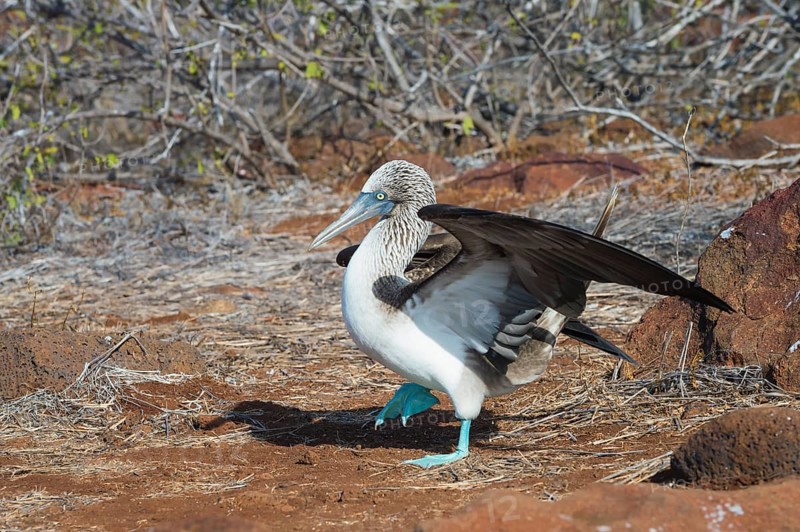 Galapagos Blue-footed Booby (Sula nebouxii excisa)