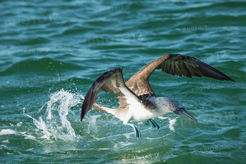 Galapagos Blue-footed Booby (Sula nebouxii excisa)