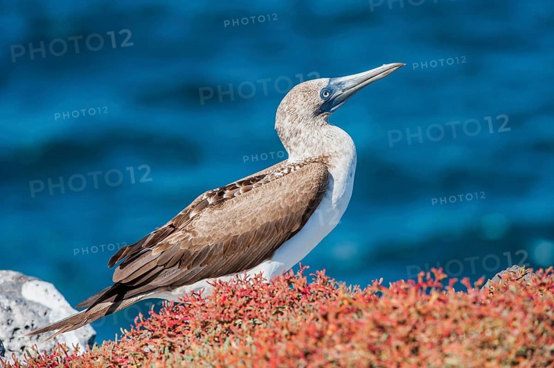 Galapagos Blue-footed Booby (Sula nebouxii excisa)
