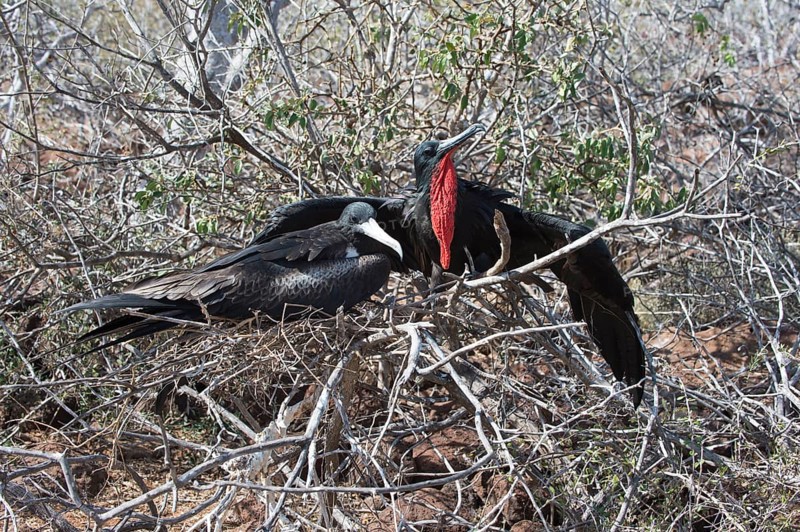 Couple of Magnificent Frigate Birds (Fregata magnificens)