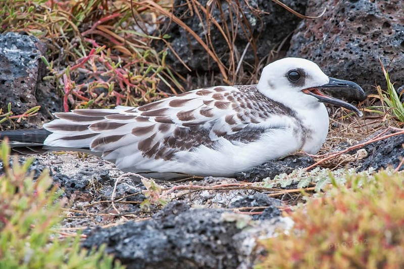 Swallow-tailed Gull (Larus furcatus syn Creagrus furcatus)