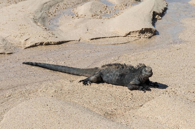 Marine Iguana (Amblyrhynchus cristatus hassi)