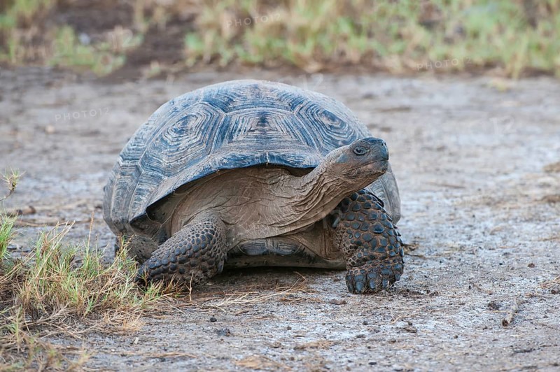 Galapagos Giant Tortoise (Geochelone elephantophus vandenburgi)