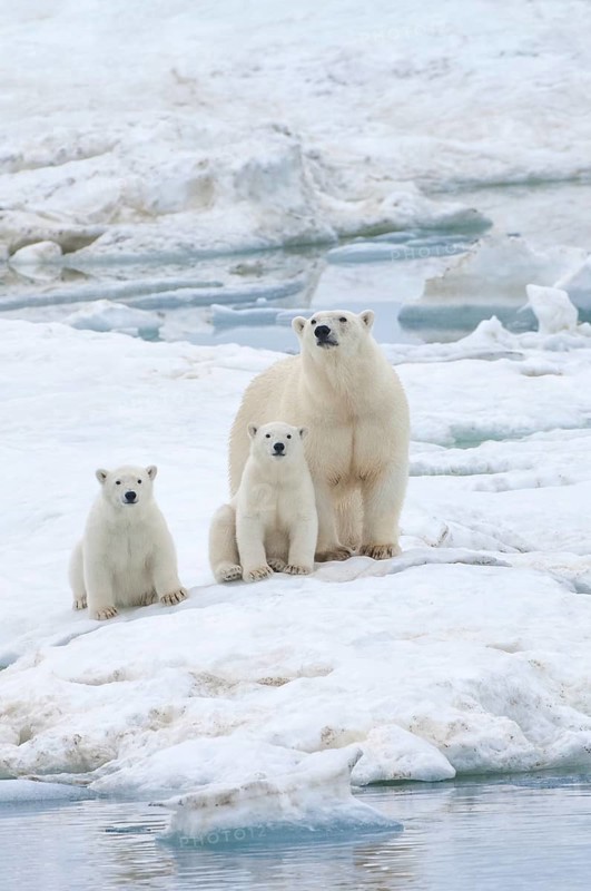 Polar Bears (Ursus maritimus) walking on an ice floe near Wrangel Island