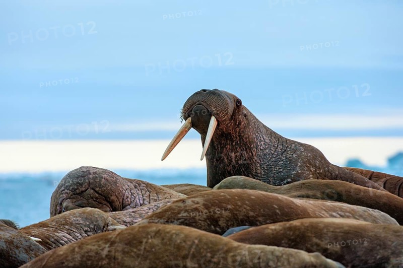 Group of Walruses (Odobenus rosmarus)