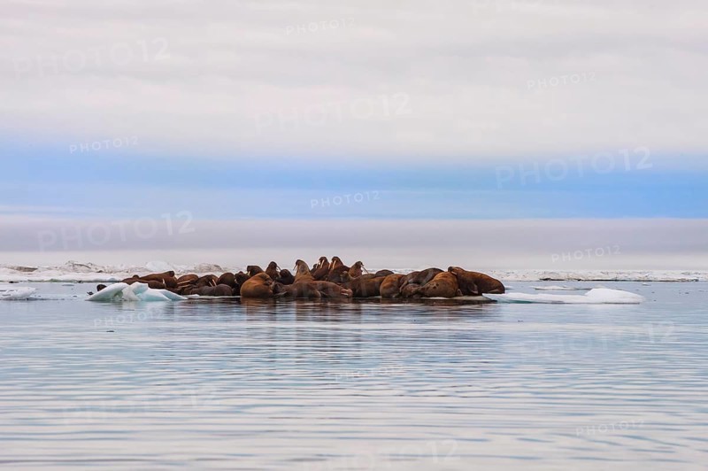 Group of Walruses (Odobenus rosmarus) resting on an ice floe