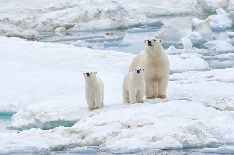 Polar Bears (Ursus maritimus) standing on an ice floe near Wrangel Island