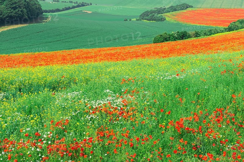 Field of red poppies (Papaver rhoeas)